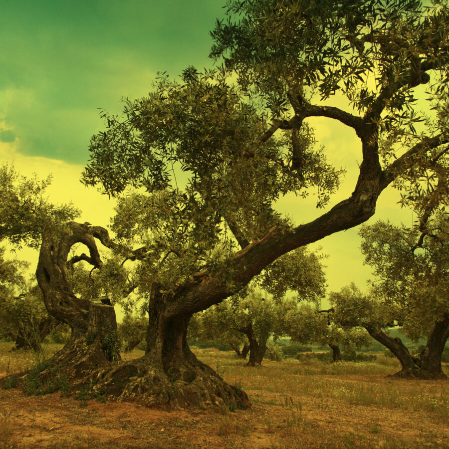 olivo milenario de donde se extráen las aceitunas para el aceite de oliva arbequina virgen extra en zaragoza